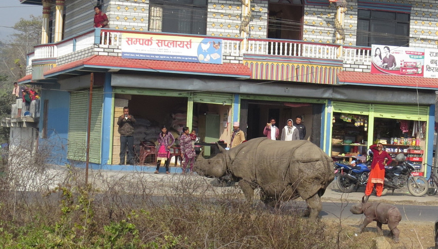 Chitwan Park rhino delivers baby in human settlement