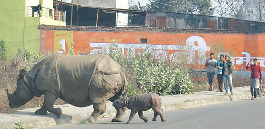 Baby rhino found dead