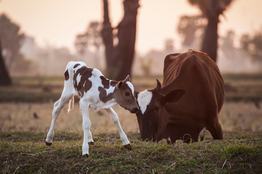 Cattle pregnancy cost may get cheaper with local kit