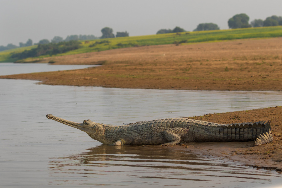 Number of gharial hatchlings increase in CNP breeding centre