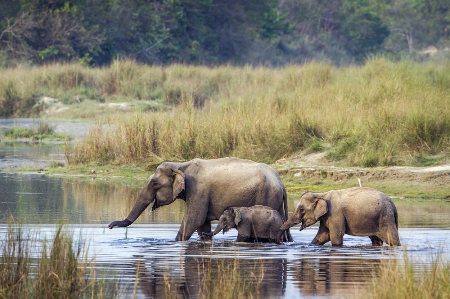 Elephants aren’t migrating because of construction work, wildlife officials say