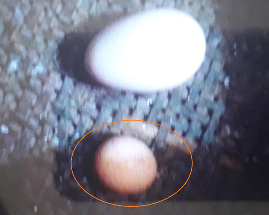 His hen laid an unusually small egg. Now he is in police custody.