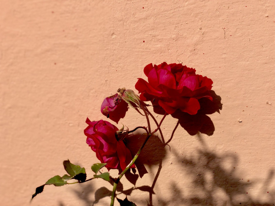 Offer me a red rose