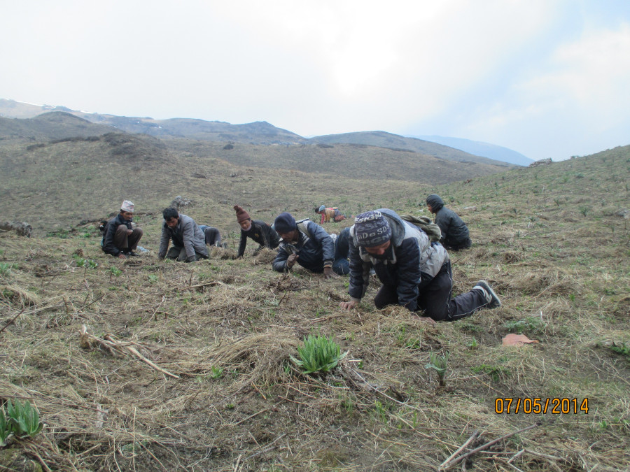 Yarchagumba pickers’ request for health facilities in Bajhang highlands goes unheeded