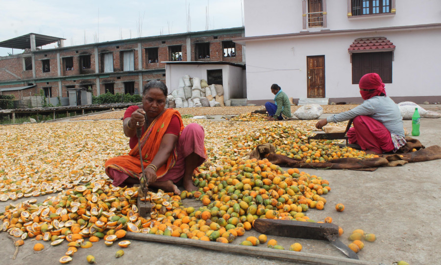 Betel nut industry in Jhapa collapses after India bans imports