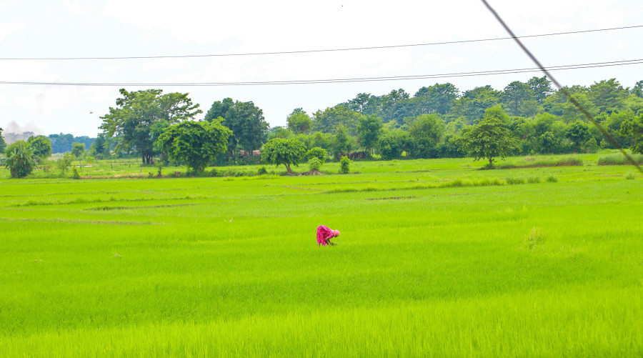 More than 94 percent of the paddy acreage planted