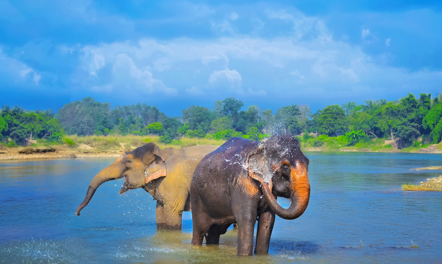 Ecoorb makes eco-friendly paper from elephant dung, it’s also helping cut plastic usage