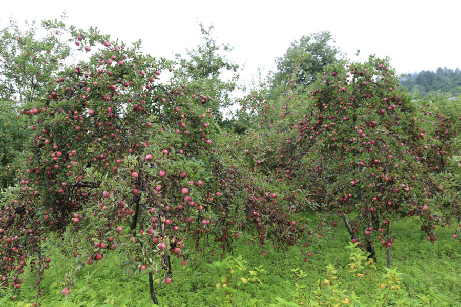 Buoyed by apple sales, farmers in Mugu turn croplands into orchards