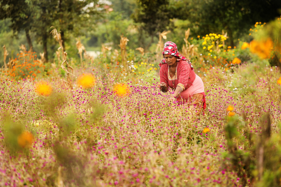 Marigold prices likely to rise this season, say merchants