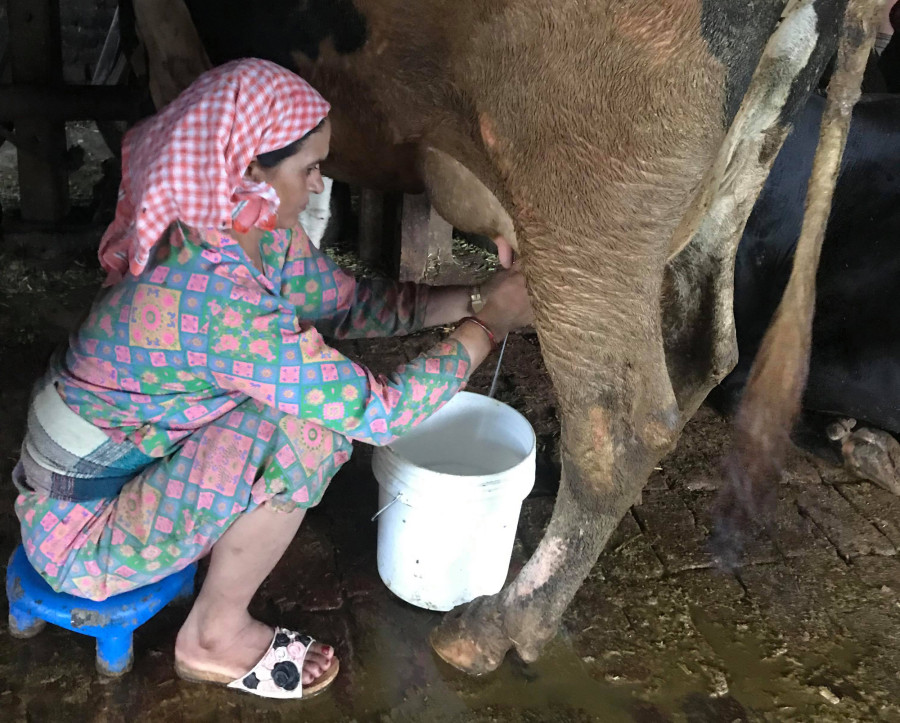 Dairy farmers price gouged by cooperatives