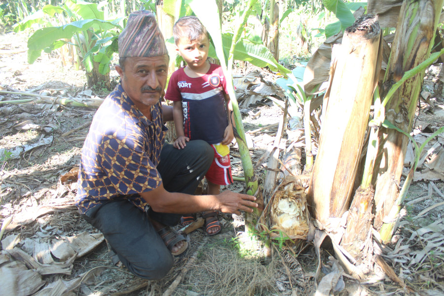 Unknown disease ravaging banana plantations in eastern Nepal