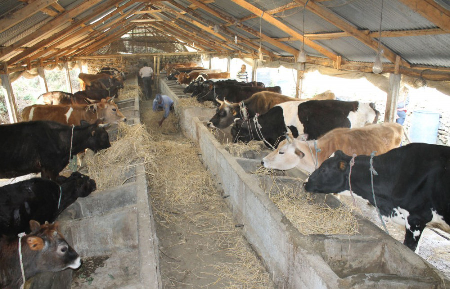 Government boosts dairy supply for Dashain