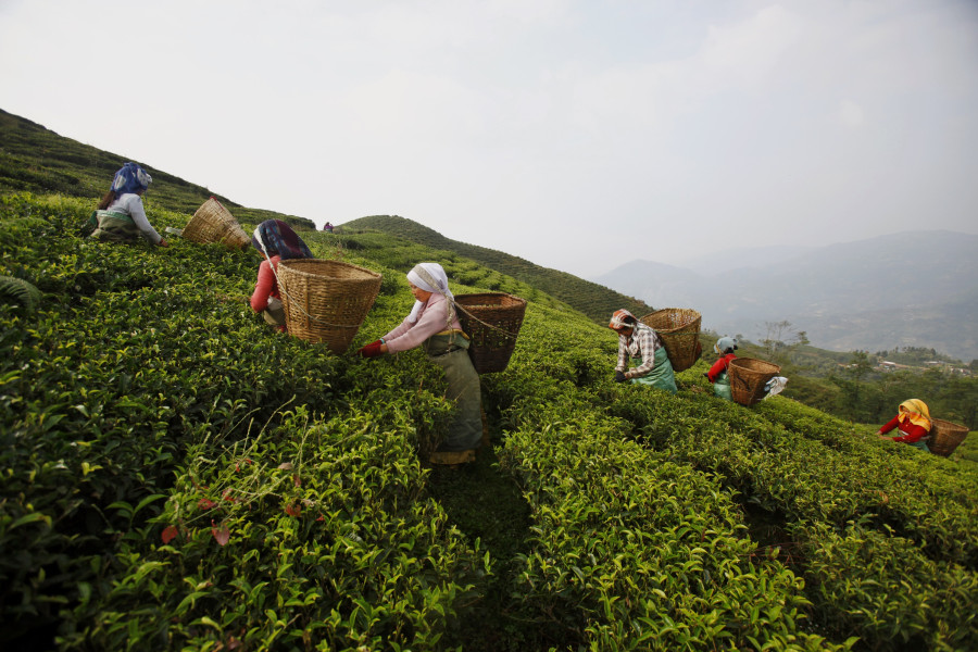 Lack of organic certification hits Nepal's tea exports