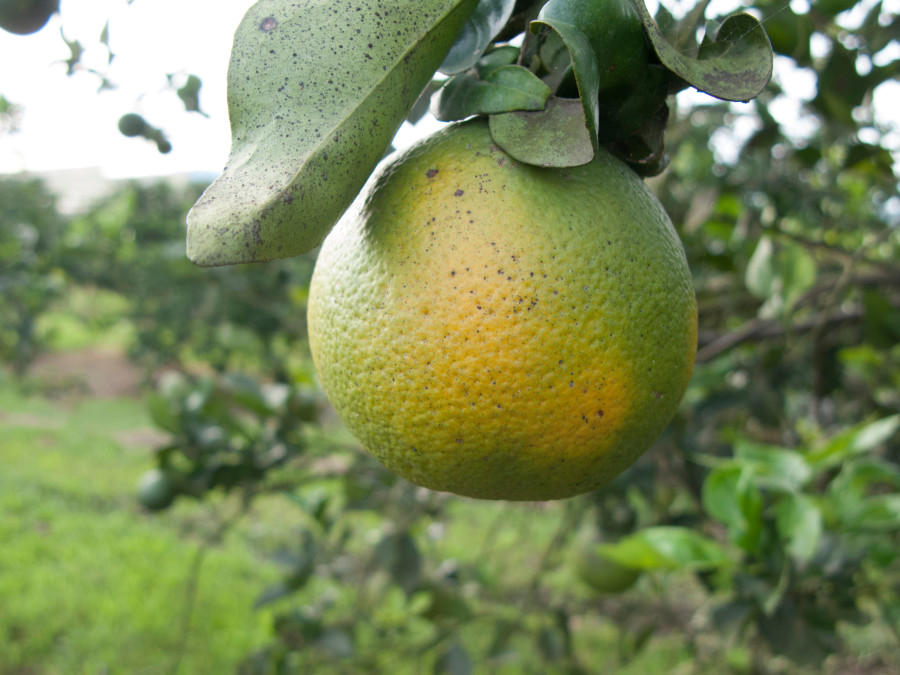 An incurable disease has been invading citrus orchards