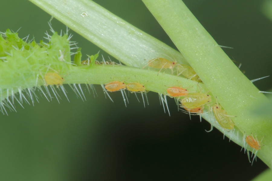 The environment and pest management