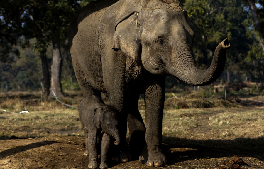 Give elephants more room