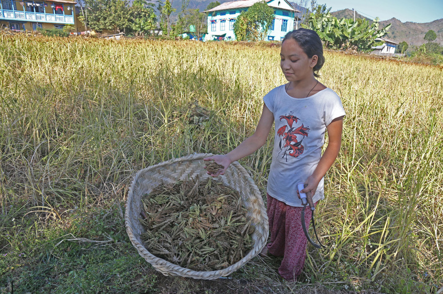 Rediscovering hidden treasures of neglected crops