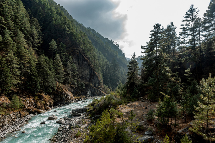 An unwise decision to plant pine tress is parching the land