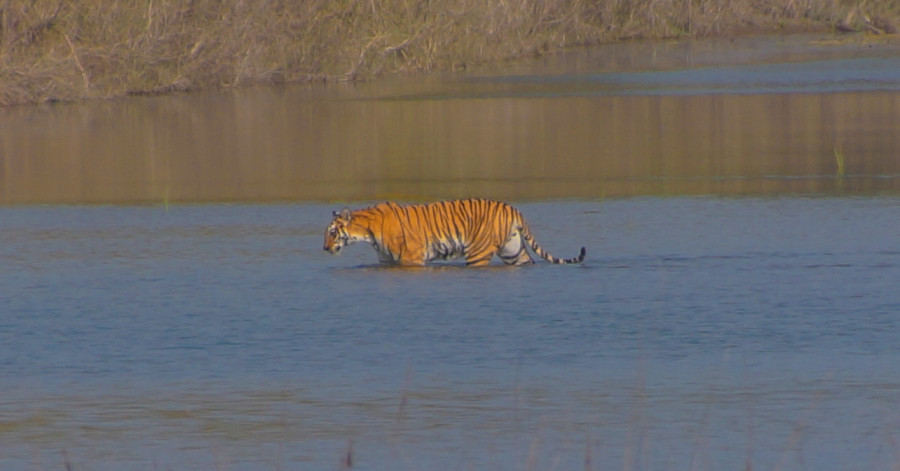 When it comes to tiger population, the figures must be treated with caution