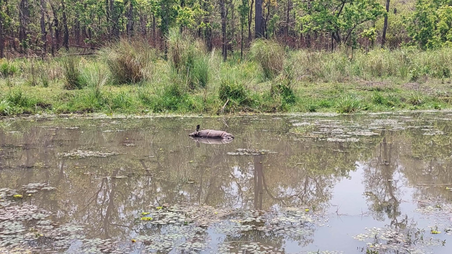 Two rhino calves found dead