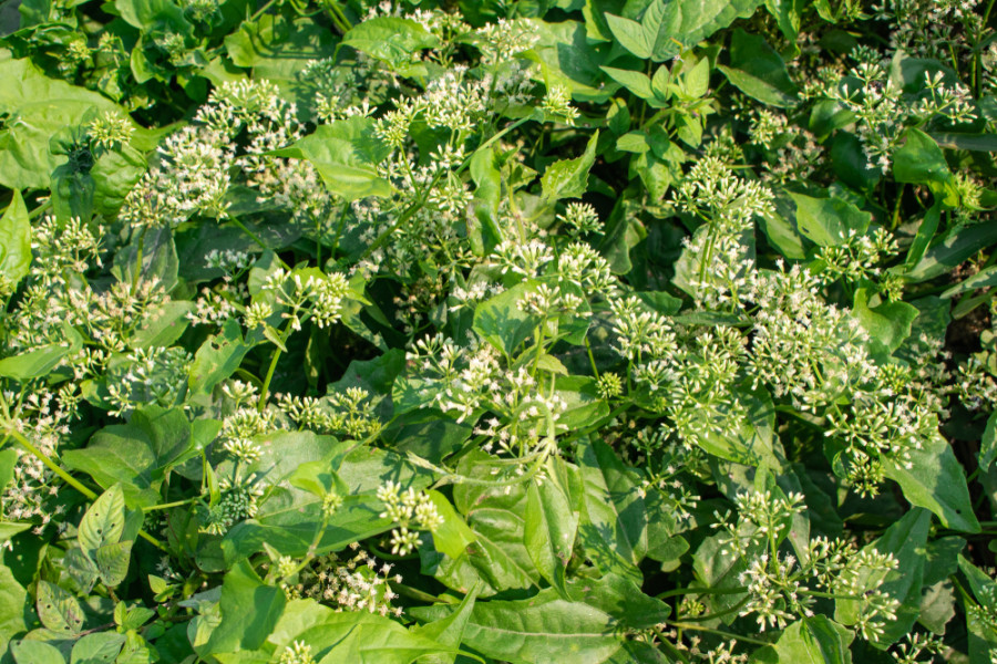 Climate change is supporting growth of invasive alien plants in Nepal, study suggests