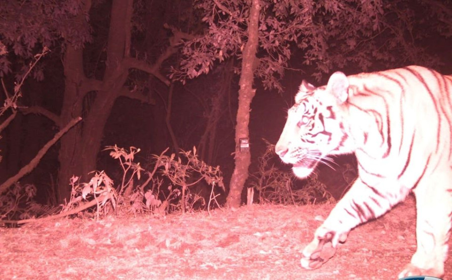 Tiger sighted at a record altitude of 2,500 metres in Dadeldhura forest
