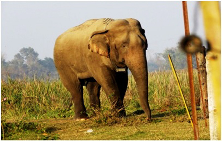 Koshi Tappu ‘killer’ elephant has calmed down: Officials