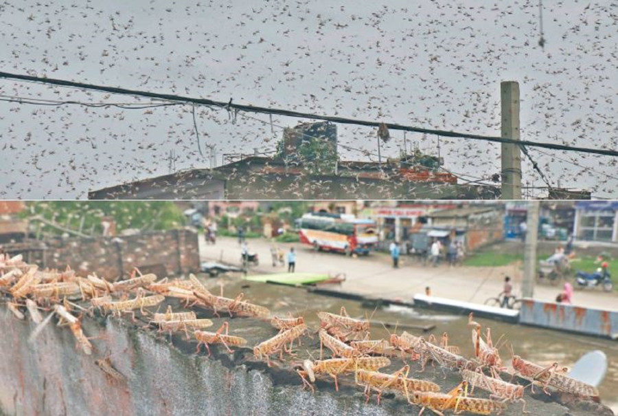 No reports of significant damage caused by locusts in Nepal, but threat of bigger invasion looms