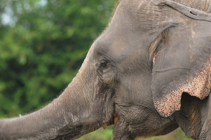 Residents of Koshi wildlife reserve buffer zones demand killing of a rogue elephant