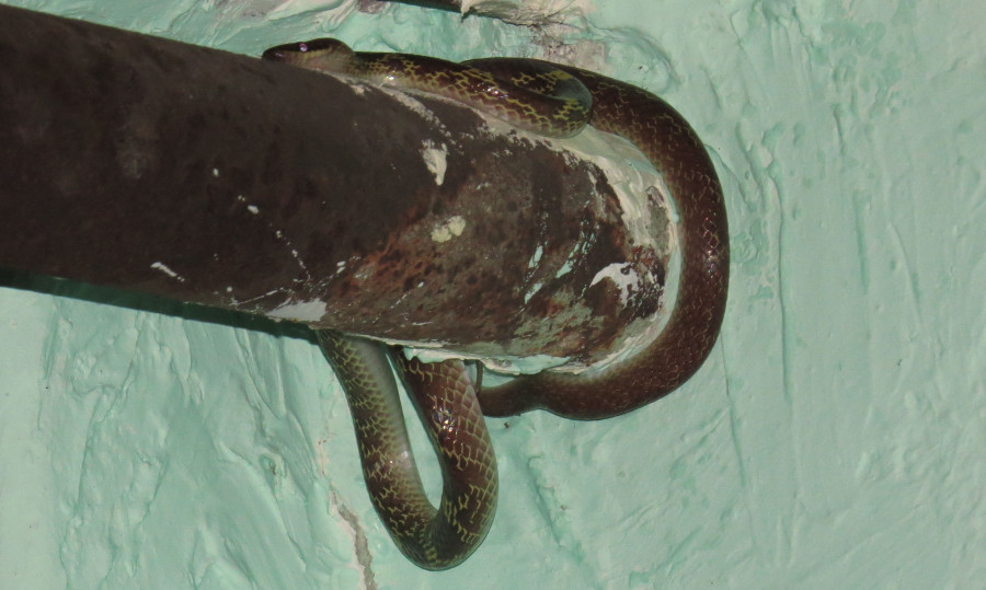 Cases of snakebite on the rise with the onset of summer