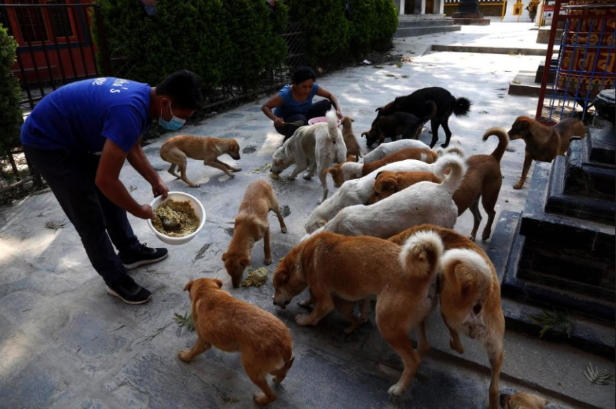 Not everyone is happy with people feeding stray dogs