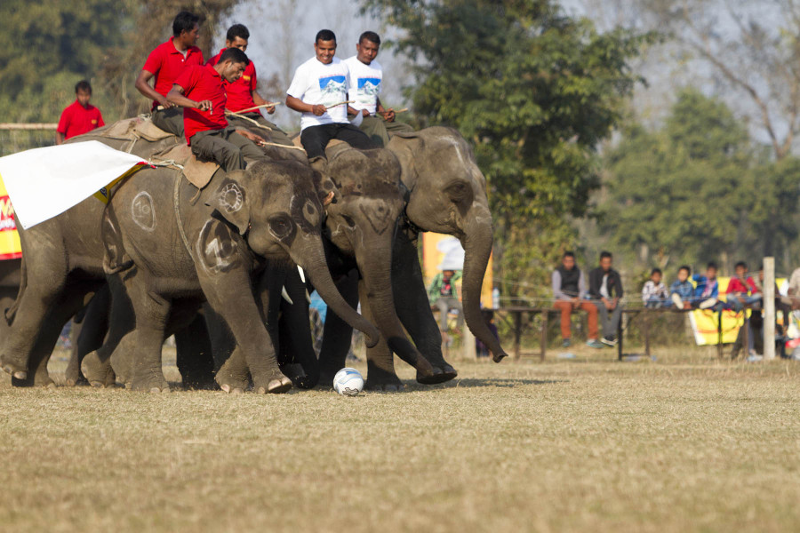 International experts and animal welfare campaigners urge Nepal to end elephant abuse