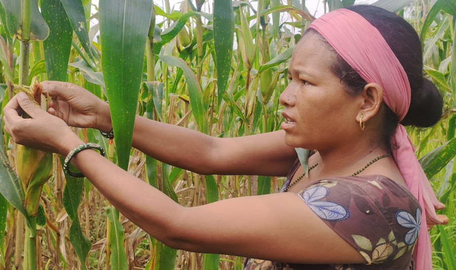 Surkhet farmers want compensation for locust devastation