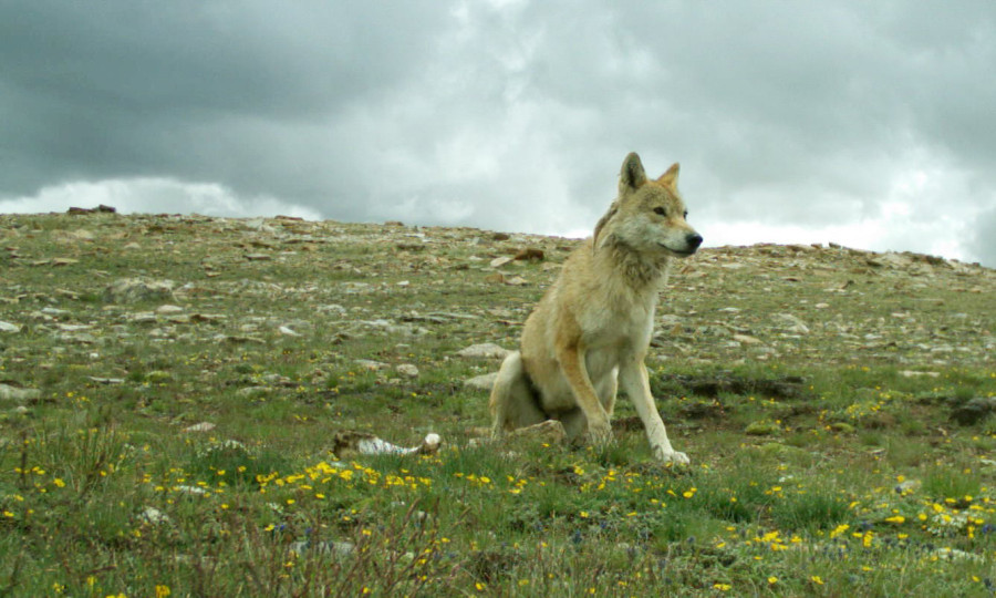 Himalayan wolf awaits special recognition as subspecies, if not as an entirely new species