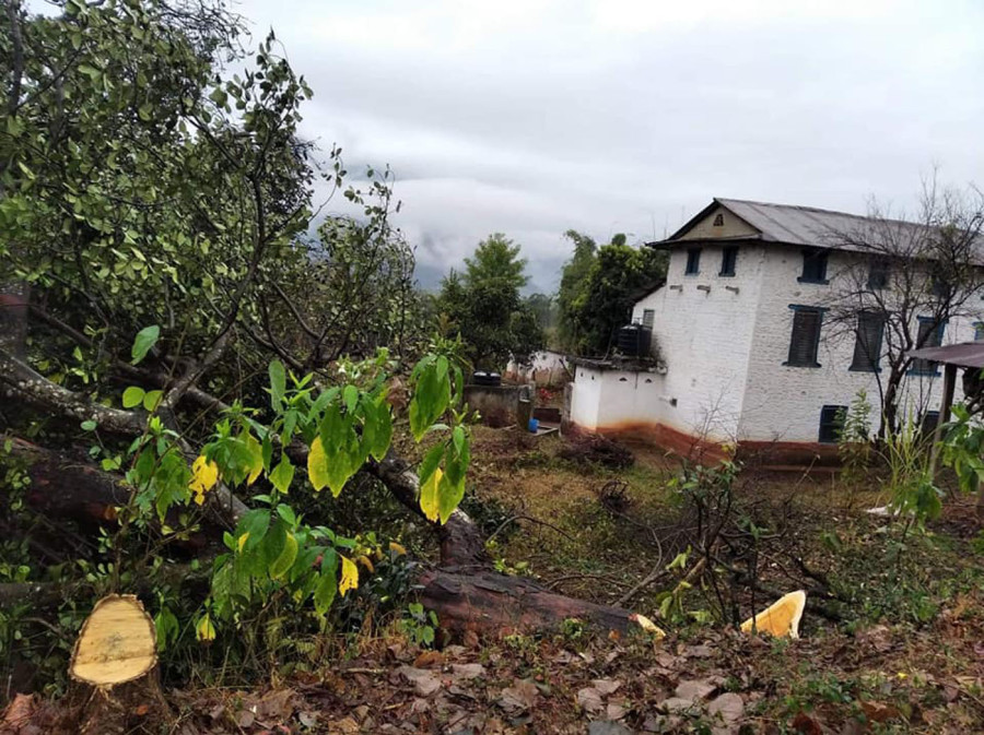 Tree felling drive courts controversy in Parbat