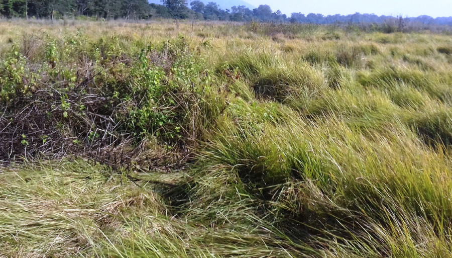 Parsa National Park prioritises grassland expansion