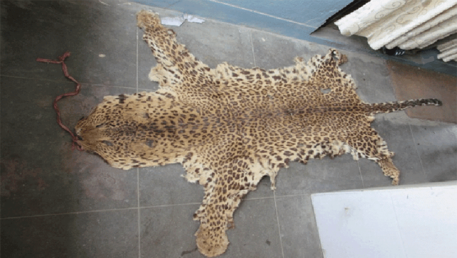 Poverty alone not a leading cause for involvement in illegal wildlife trade, new study says