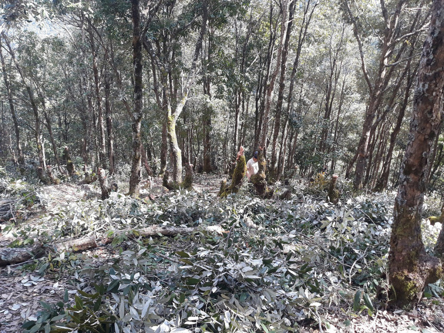 Dadheldhura locals complain of “haphazard deforestation”