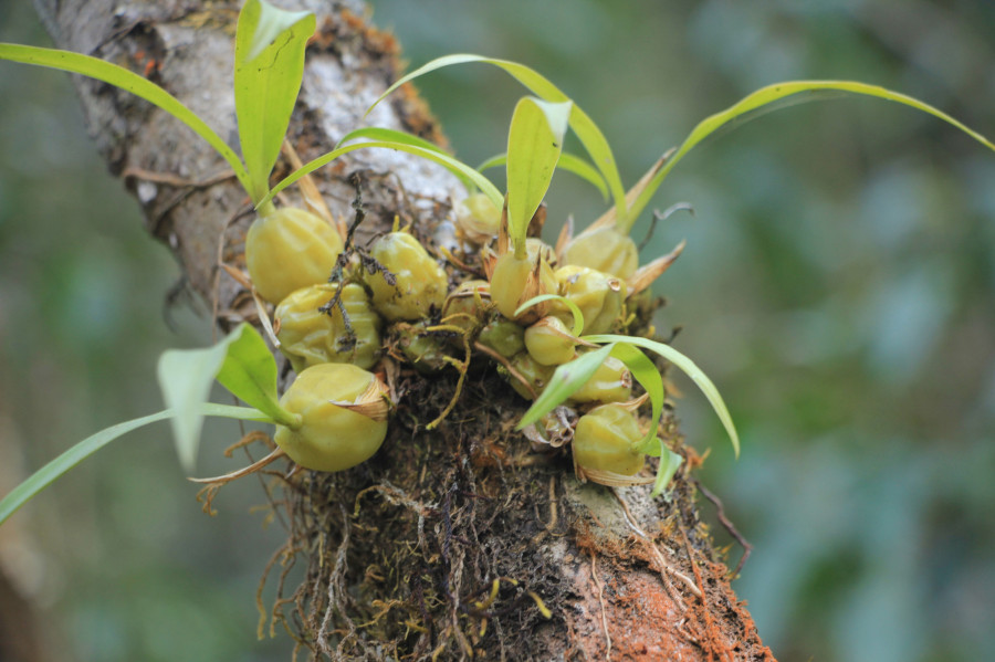 Wild orchids in Dolakha forests gradually disappearing
