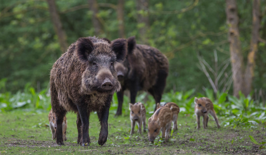 Government removes penalties for killing wild boar, raising concern among conservationists