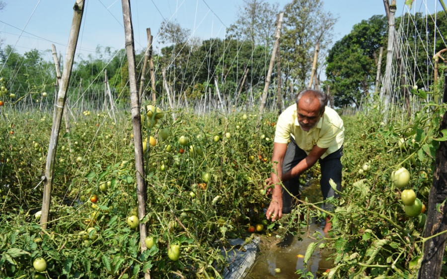 While produce rots in Nepal’s fields, food imports continue from India