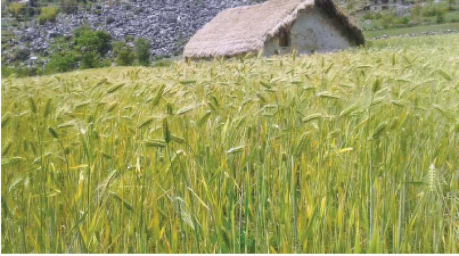 Winter crops lie unharvested in the fields as the lockdown forces farmers indoors