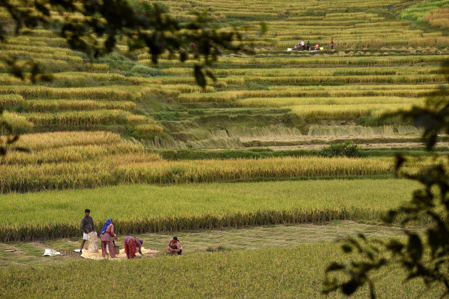 Nepal's paddy harvest hits record high for fourth straight year