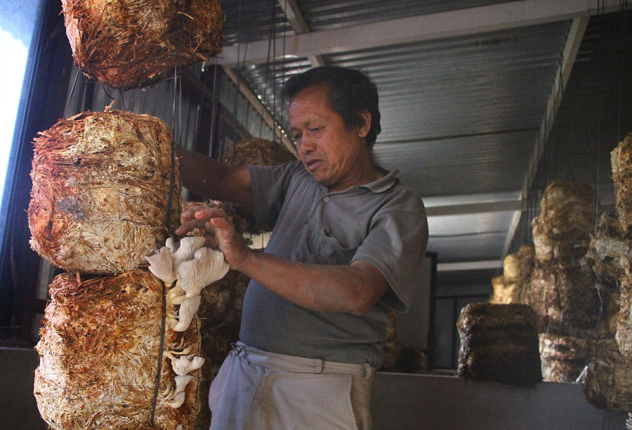 Customers snap up mushroom as price plunges to decade low