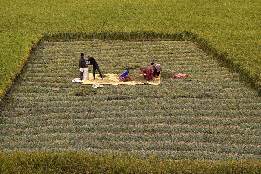 Paddy harvest likely to equal last year’s bumper level due to monsoon boost