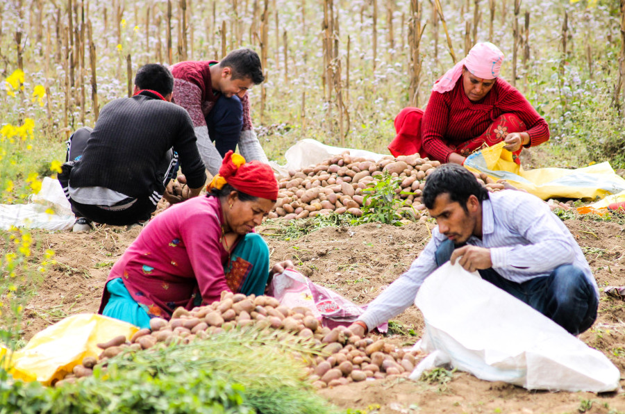 Potato prices hit new highs as rain disrupts harvests