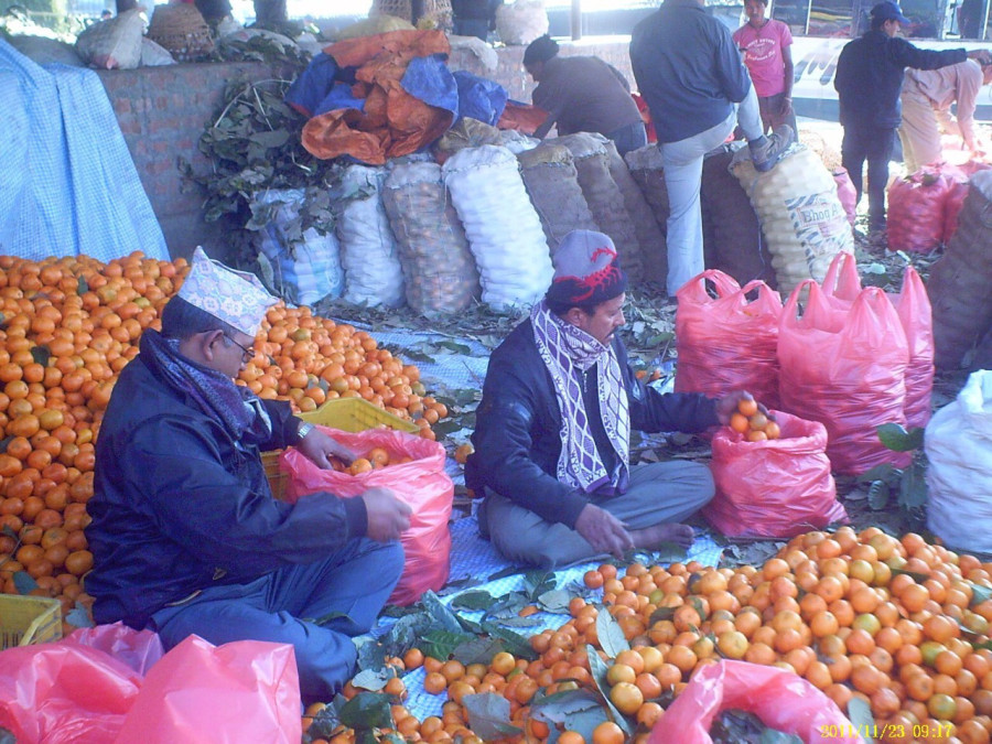 Farmers in the eastern hills produce oranges worth Rs1 billion
