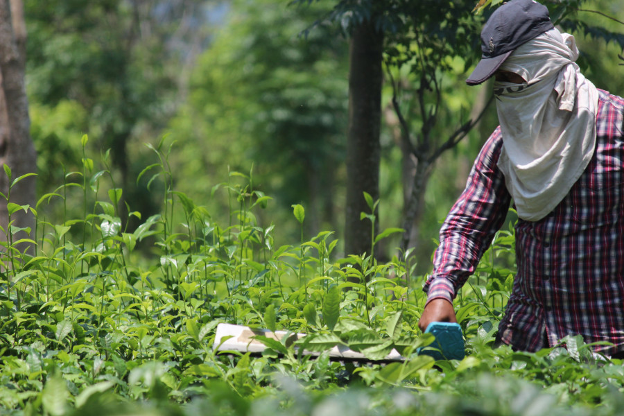 Tea farmers miss first flush production due to extended lockdown