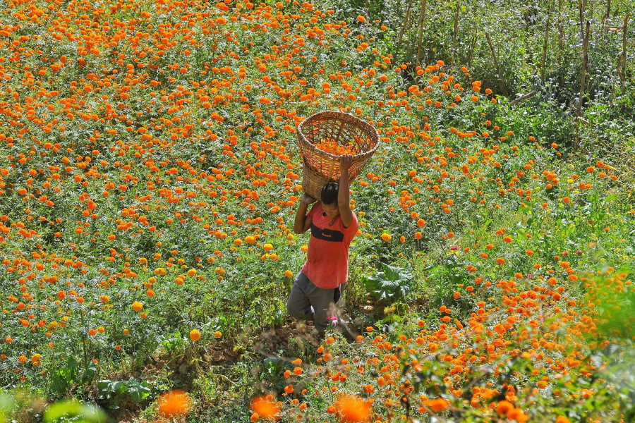 Marigold flowers are going to be rarer and dearer this Tihar, traders say