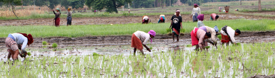 Farmers more worried about finding fertiliser and workers than the virus